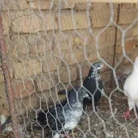 کفتر|پرنده|بهاباد, |دیوار