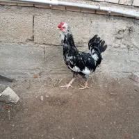 مرغ وخروس گلین