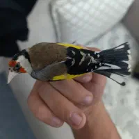 سهر نر