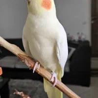 عروس هلندی گم کردم