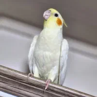 2 عدد جوجه عروس هلندی