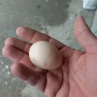 مرغ لاری|حیوانات مزرعه|کرمانشاه, |دیوار