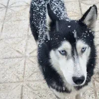 سگ هاسکی سیبرین