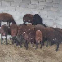گوسفند