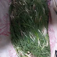 کنیوال