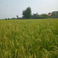 فروش زمین کشاورزی جاده فومن کلاشم