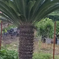 سیکاس