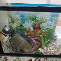 اکواریوم