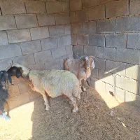 دو میش دو بز دو بره ماده|حیوانات مزرعه|آبدانان, |دیوار