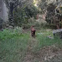 ماده اشپیتز|سگ|گرگان, |دیوار