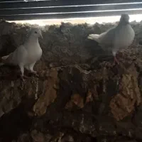 40عدد کبوتر تهرانی معاوضه با مرغ و خروس|پرنده|جوانرود, |دیوار