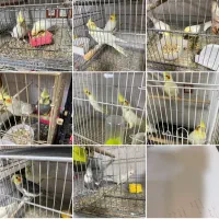 مینا عروس هلندی گرینجیک و مرغ عشق طوطی