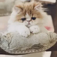 نیازمند یک گربه ماده برای جفتگیری