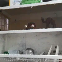 آبچکان|آبچکان و نظمدهنده ظروف|بروجرد, |دیوار