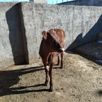 گوساله ماده