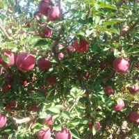 نهال سیب قرمز