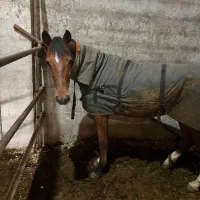 فروشنده اسب هر اسبی که بخاید موجود هست|اسب و تجهیزات اسب‌سواری|پیربازار, |دیوار