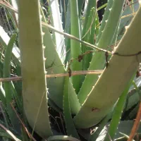 الوار برای درمان قند ودرمان چین وچروک