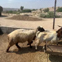 قوچ ترکی