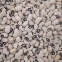 لوبیا چش بلبلی محلی|خوردنی و آشامیدنی|رستم, |دیوار