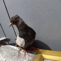 شاوور کبوتر