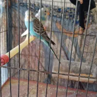 مرغ عشق|پرنده|بهبهان, |دیوار