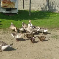 فروش قوغاز محلی|حیوانات مزرعه|ماکلوان, |دیوار