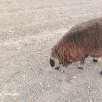 فروش دوراس کاوه قوچ یه رون