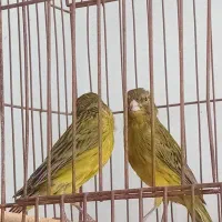 قناری سبز|پرنده|شیراز, شیشه‌گری|دیوار