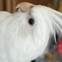 عروس هلندی الوبینو  ۲ ساله  به همراه وسایل