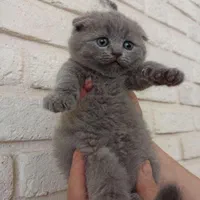 بچه گربه های همه نوع نژاد iran cats|گربه|ساری, |دیوار