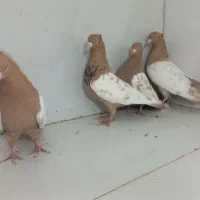 سینه زرد|پرنده|مشهد, عامل|دیوار