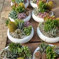 بنسای نانا و کونیکا|گل و گیاه طبیعی|بندر انزلی, کوی آزادگان|دیوار