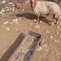 یه عددکاورماده بفروش میرسد