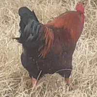 خروس محلی گوشتی