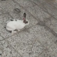 فروش خرگوش
