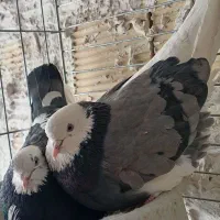 2جفت کفترمایه پرش بالاتیر ماهی به شرط ساعت بالا 9