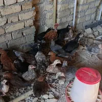 جوجه محلی اصل