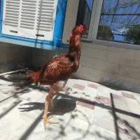 خروس لاری|پرنده|بهار, |دیوار