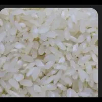برنج محلی به شرط پخت
