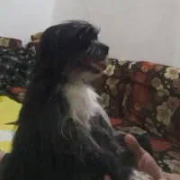 سک شیتزو