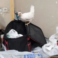 جوجه|حیوانات مزرعه|شوشتر, |دیوار