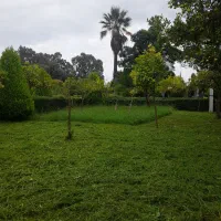 علف تراشی باغ و باغچه|خدمات باغبانی و درختکاری|رامسر, |دیوار