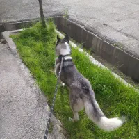 واگذاری هاسکی زیبا|سگ|شیراز, عفیف‌آباد|دیوار