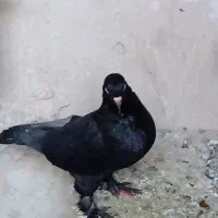 یک لانه کبوتر