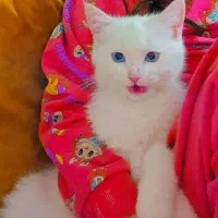 گربه نژاد دار|گربه|مشهد, یوسفیه (شهرک غرب)|دیوار