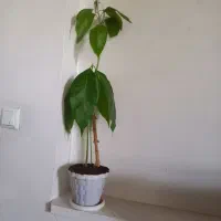 خط خامو۰۹۱۹۶۶۳۲۵۴۶