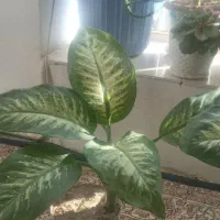 گل دیفن|گل و گیاه طبیعی|عنبران, |دیوار