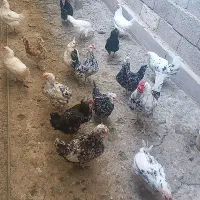 مرغ