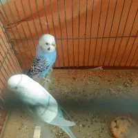 دوتا مرغ عشق نر|پرنده|پاکدشت, پاکدشت (مامازند)|دیوار